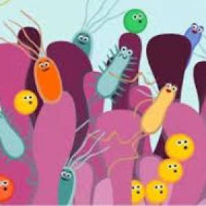 غذاهای تقویت کننده باکتری های سالم روده کدامند ؟ 