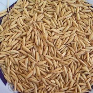 سبوس برنج | فواید سبوس برنج برای لاغری